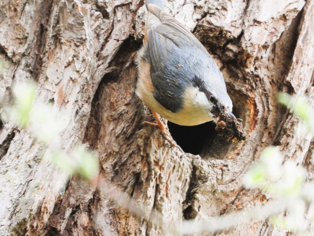 Ein Vogel, der einen Nistkasten in einem Baum beschäftigt, während er Material im Schnabel trägt.