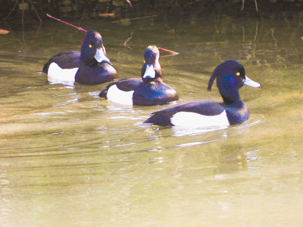 Drei Schwäne schwimmen ruhig in einem Gewässer, wobei zwei Schwarz-weiße Schwäne im Vordergrund und einer im Hintergrund zu sehen ist.