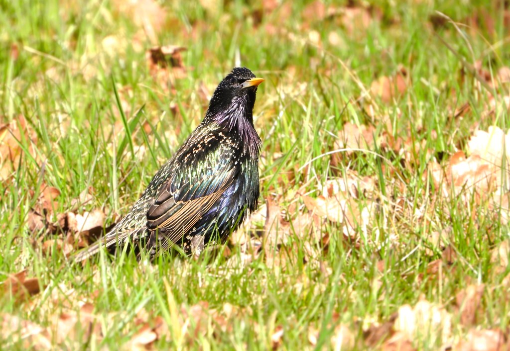 Ein Star steht im Gras zwischen trockenen Blättern.