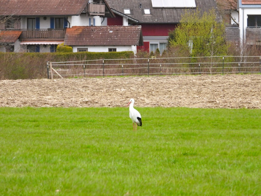 Ein Storch steht auf einer grünen Wiese vor einem Wohngebiet mit Häusern im Hintergrund.