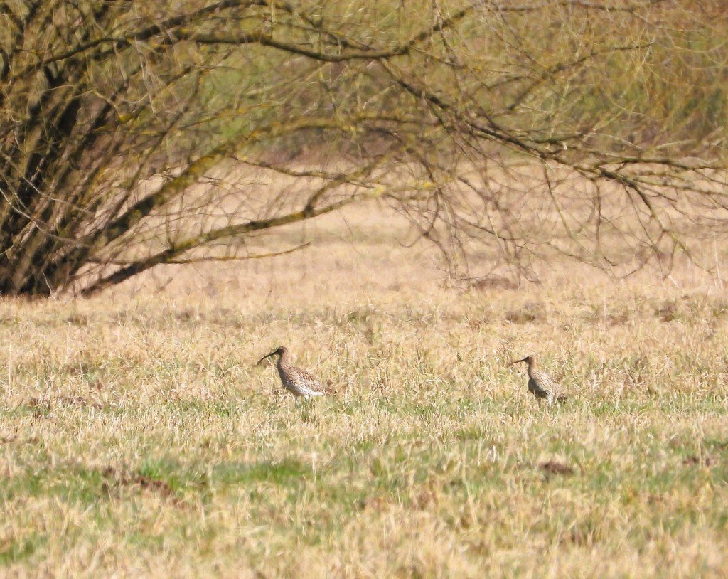 Zwei Vögel in einem offenen Feld, umgeben von Gräsern und einem Baum im Hintergrund.