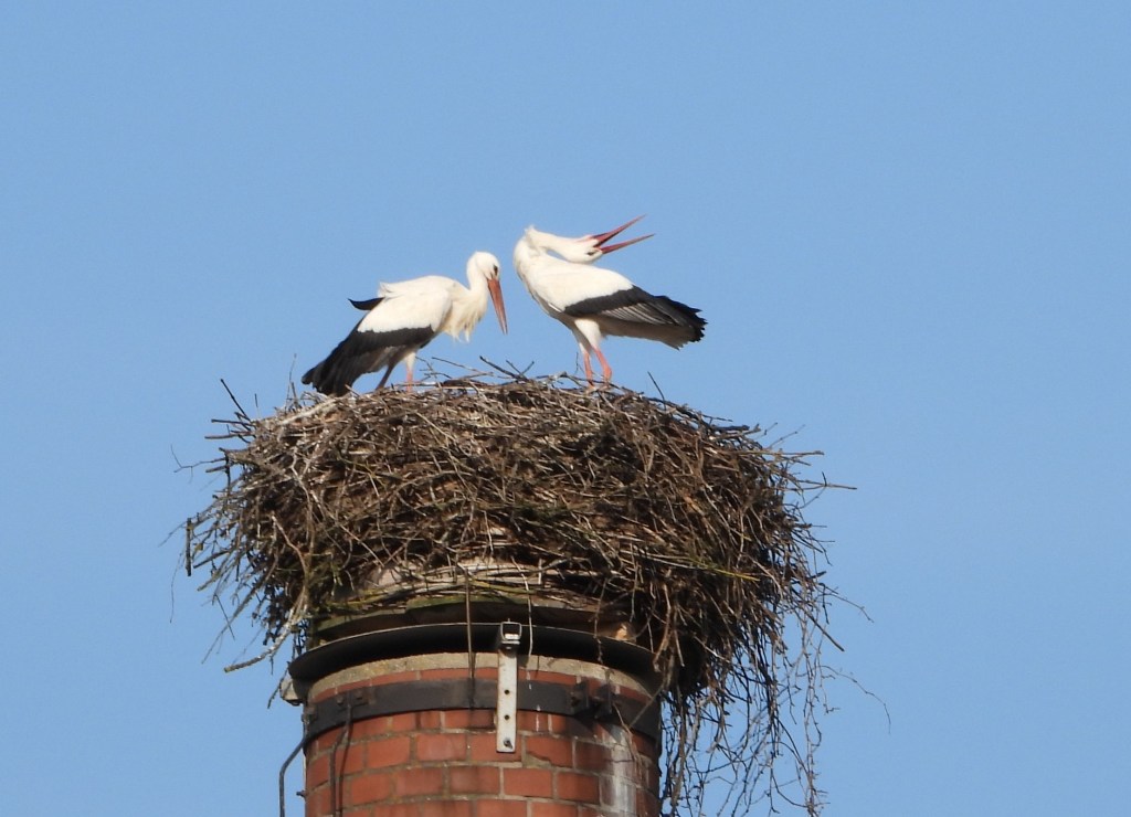 Zwei Störche stehen auf einem Nest aus Zweigen auf einem Kamin unter einem blauen Himmel.