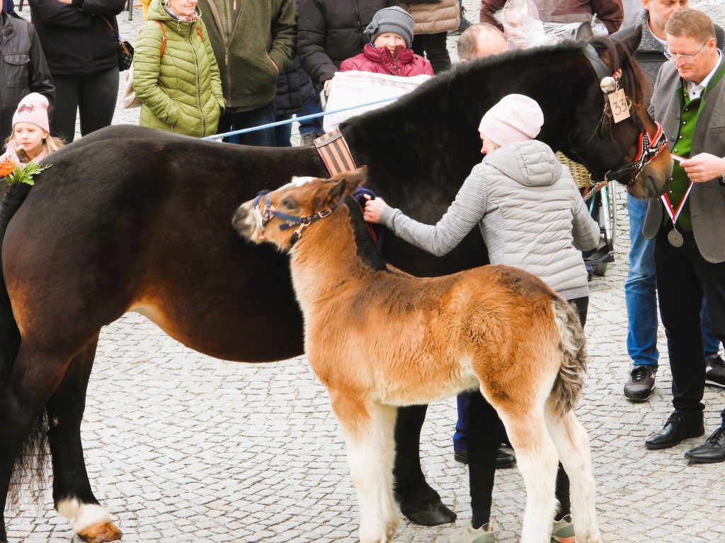 Ein Mädchen streichelt ein großes Pferd, während ein Fohlen daneben steht. Im Hintergrund sind Zuschauer zu sehen, die an einer Veranstaltung teilnehmen.