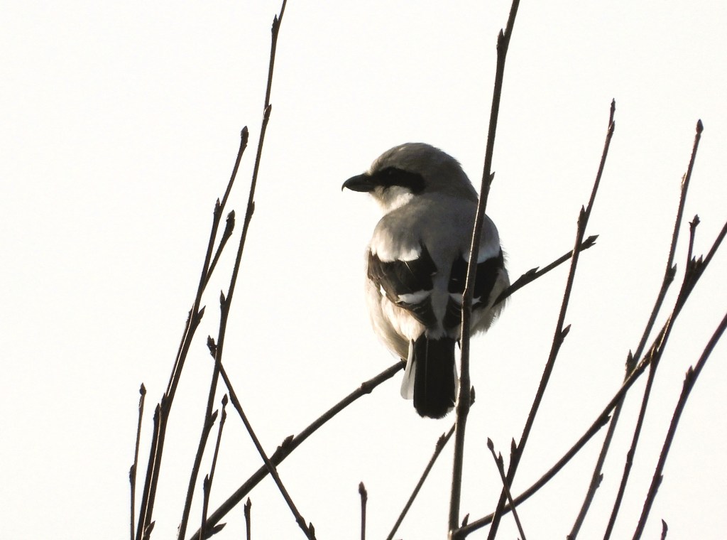 Ein Vogel sitzt auf einem Ast, mit einem hellen Hintergrund, der die Silhouette des Vogels zeigt.