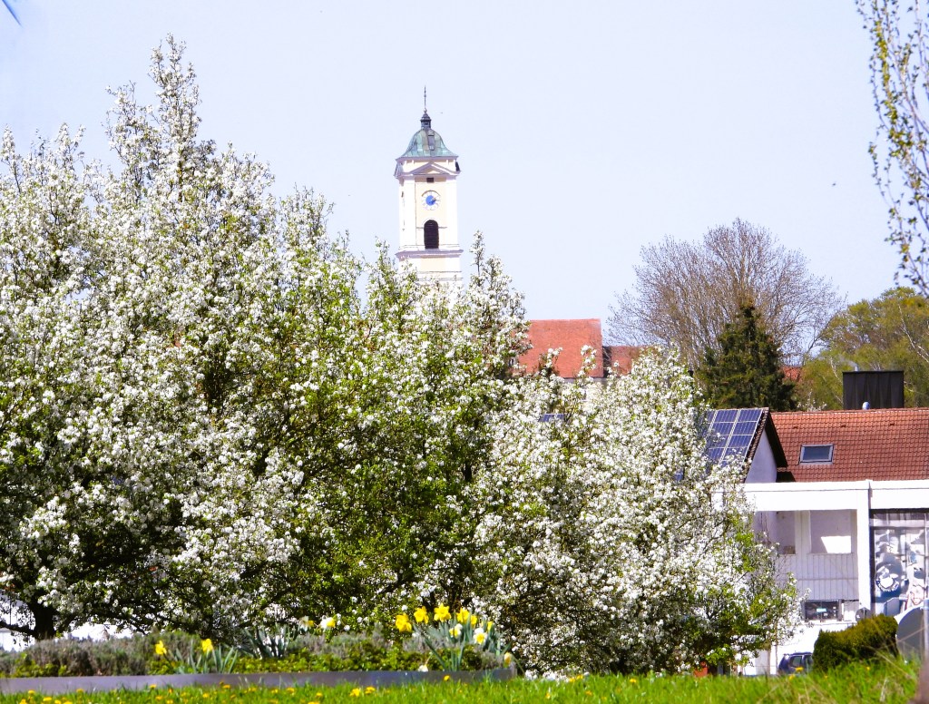 Blühende Bäume im Vordergrund mit einer Kirchturmspitze im Hintergrund, sonniger Tag.