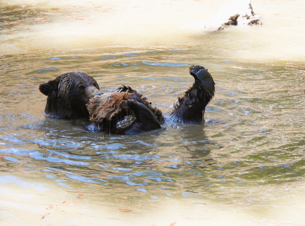 Ein Bär schwimmt im Wasser und hält ein Stück Holz mit seinen Vorderpfoten.