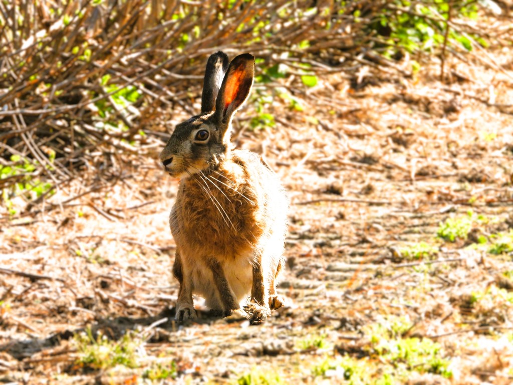 Ein Feldhase läuft durch eine sonnige Umgebung mit trockenem Gras und Sträuchern im Hintergrund.