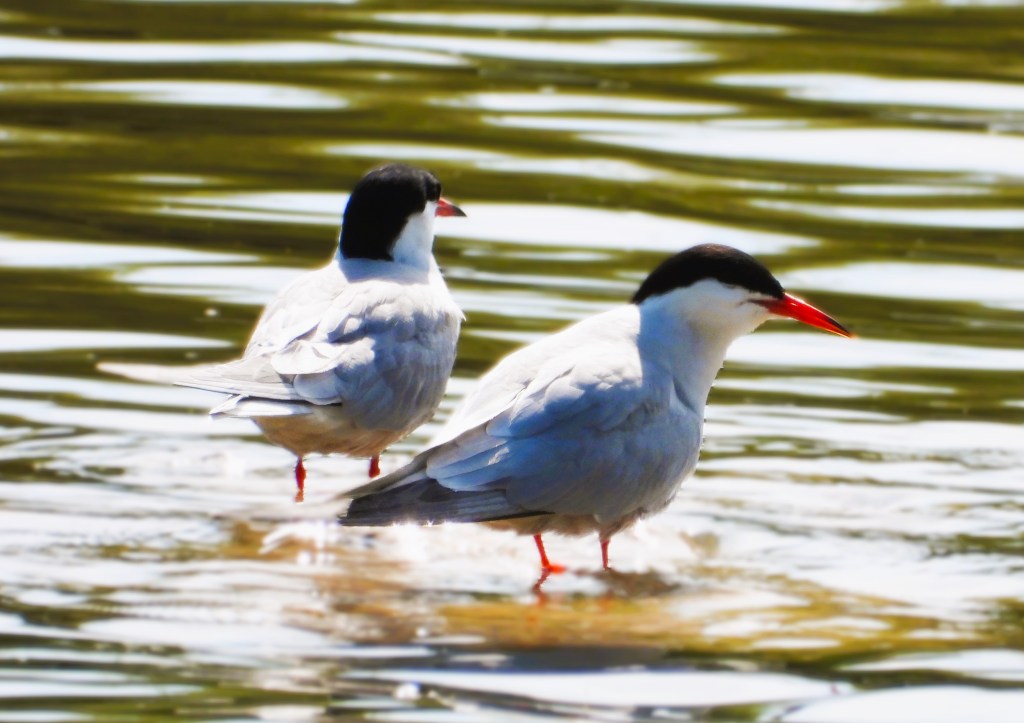 Zwei Küstenseeschwalben stehen im flachen Wasser mit sanften Wellen, eine von ihnen blickt zur Seite.