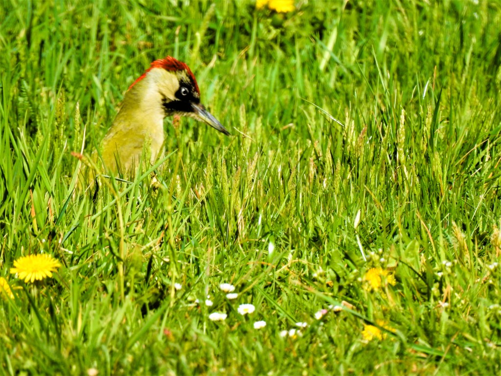 Ein Grünspecht steht im Gras zwischen gelben Löwenzahnblüten und weißen Gänseblümchen.