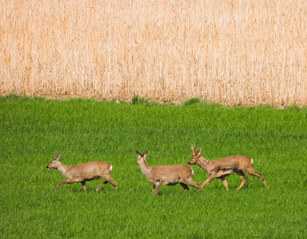 Drei Rehe bewegen sich über eine grüne Wiese vor einem Getreidefeld im Hintergrund.