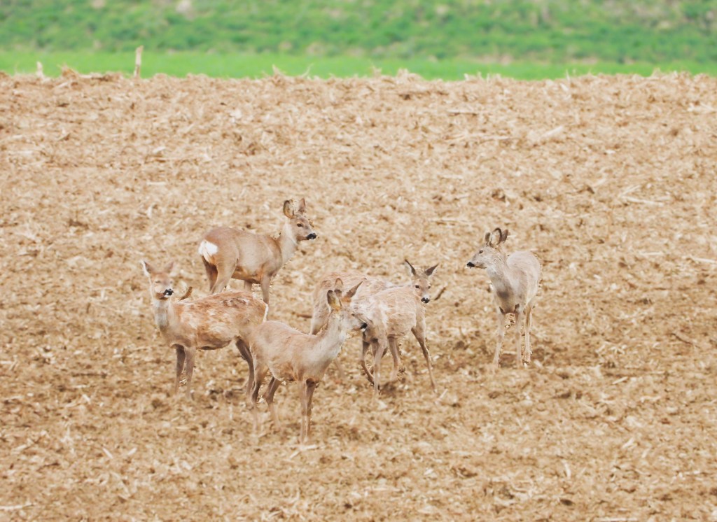 Eine Gruppe von Rehen steht auf einem erdigen Feld im Freien.