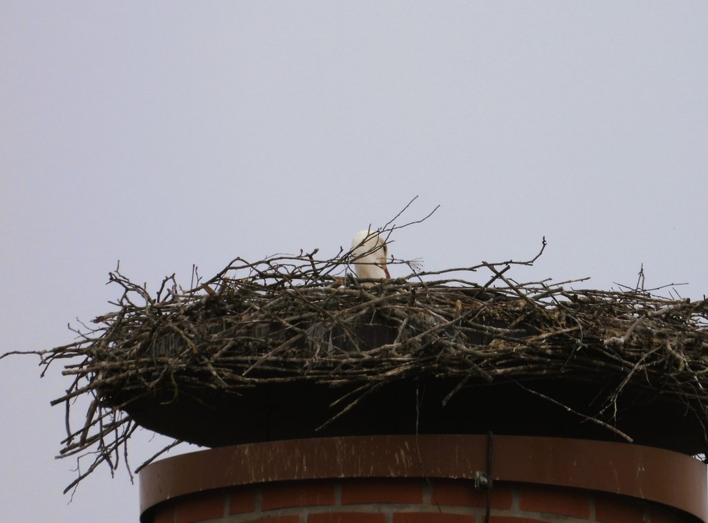 Storch brütet in Eggenfelden