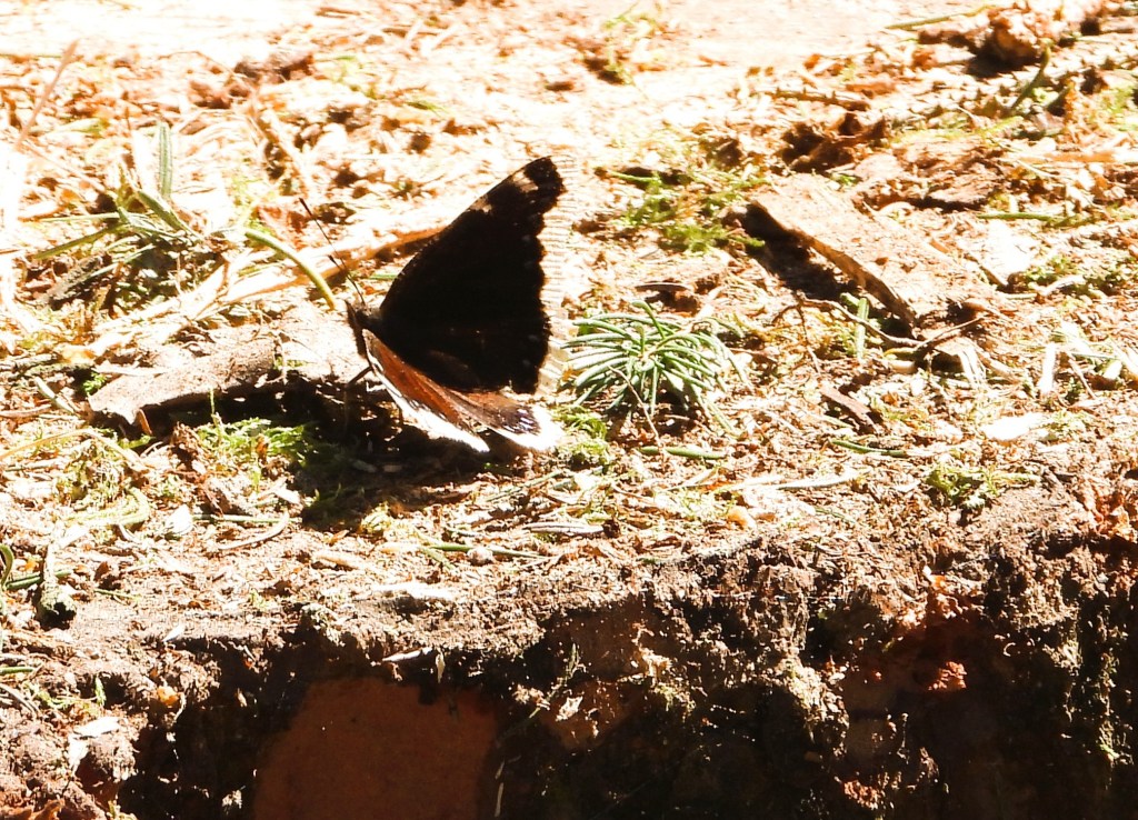 Ein Schmetterling sitzt auf dem Boden in einem Waldgebiet, umgeben von Erde, kleinen Pflanzen und Holzstücken.