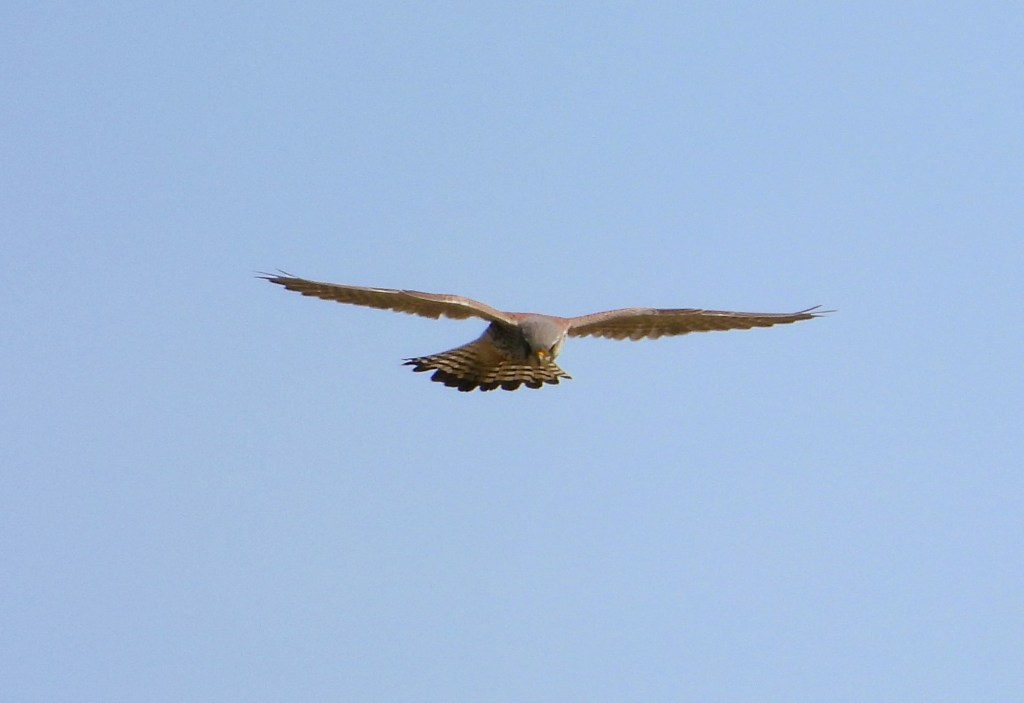 Ein Vogel fliegt mit ausgebreiteten Flügeln gegen einen blauen Himmel.