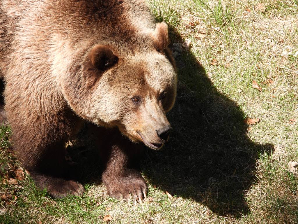 Ein Bär läuft über grünes Gras, sein Schatten ist deutlich sichtbar.
