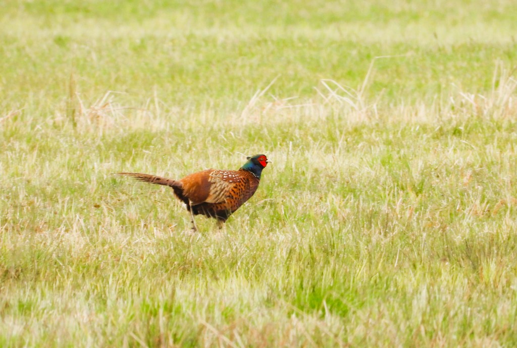 Ein Fasan, der im hohen Gras läuft, mit buntem Gefieder und rotem Kopf.