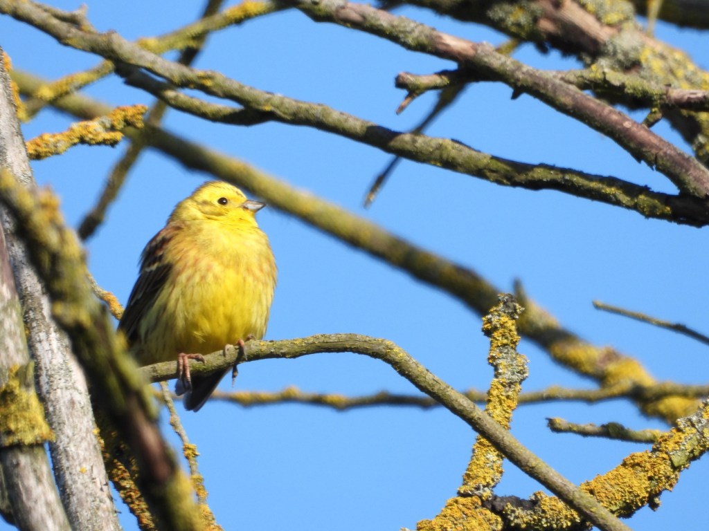 Ein gelber Vogel sitzt auf einem Ast, umgeben von geflecktem Moos und einem klaren blauen Himmel.