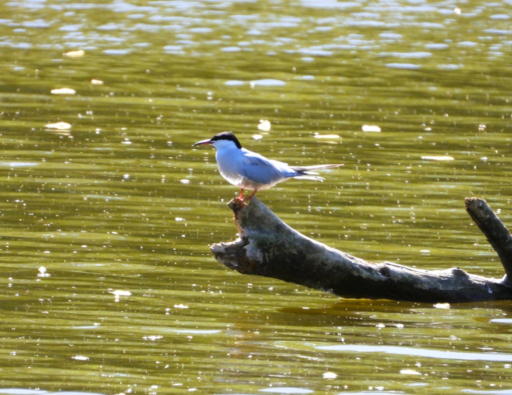 Ein Fischreiher sitzt auf einem Baumstamm, der aus einem stillen Gewässer ragt, mit glitzerndem Wasser im Hintergrund.