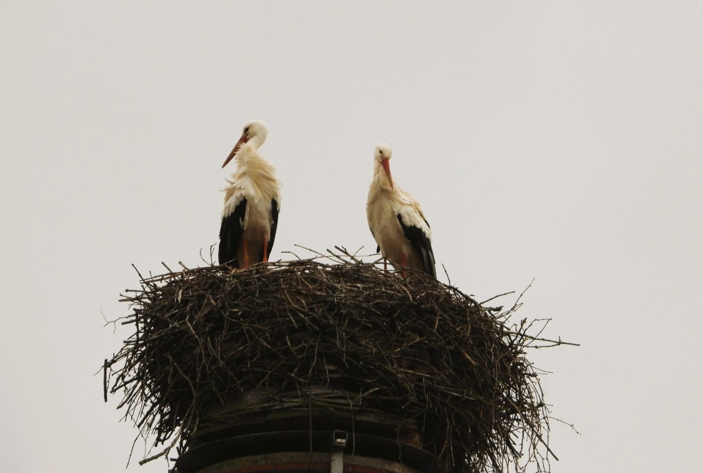 Zwei Störche stehen auf einem Nest aus Zweigen, das sich auf einem Schornstein befindet.