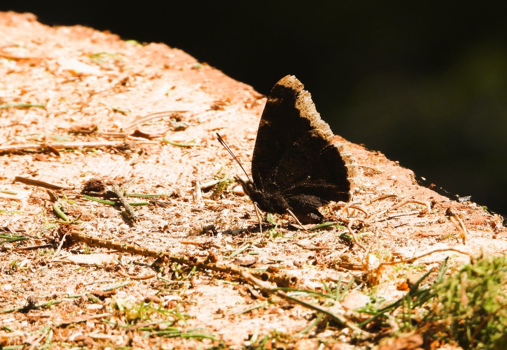 Ein dunkel gefärbter Schmetterling sitzt auf einem Holzstück, umgeben von kleineren Pflanzen und Erde.