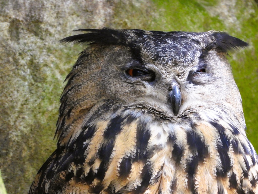 Nahaufnahme einer Eule mit charakteristischen Federn und aufmerksamem Blick.