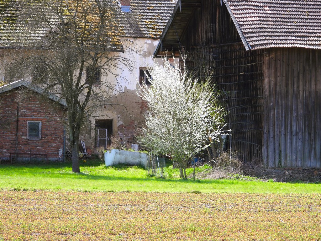 Ein blühender Baum steht vor einem alten Farmhaus mit Ziegelmauer und Holzverkleidung, umgeben von einer grünen Wiese und einem braunen Feld.