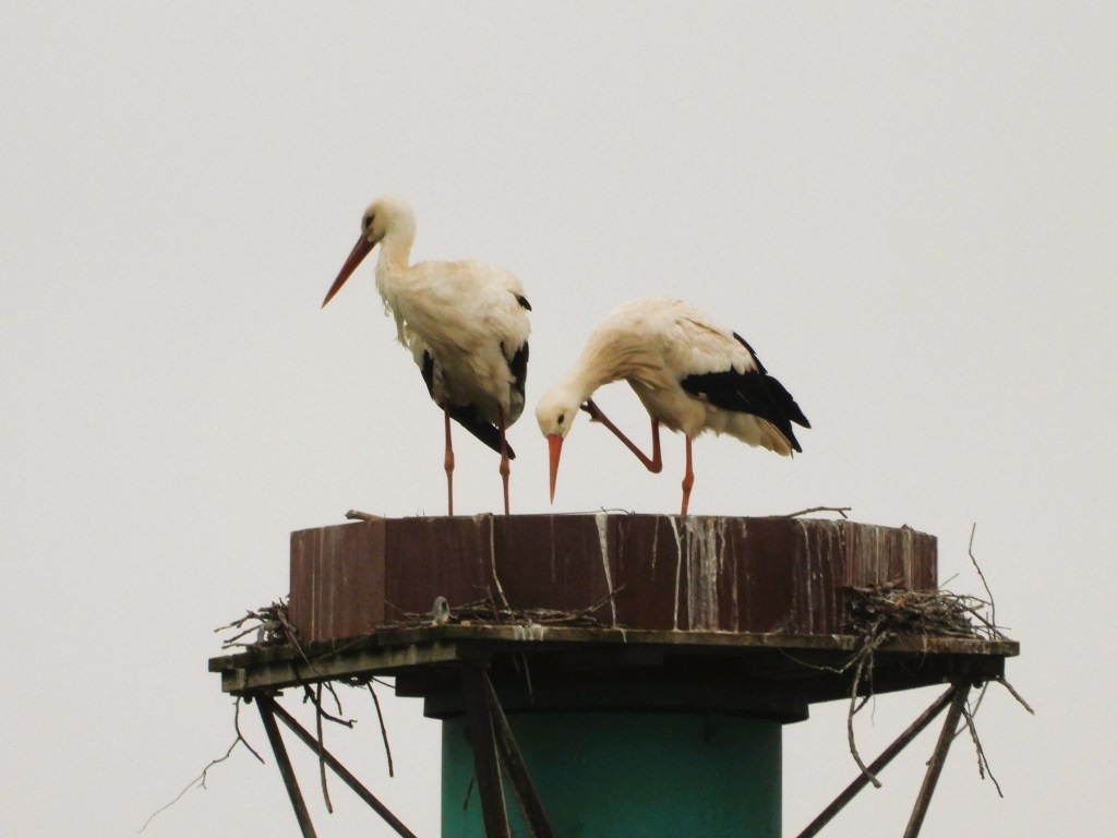 Zwei Störche stehen auf einem Nest auf einem Pfosten, der mit Zweigen und Gras umgeben ist.