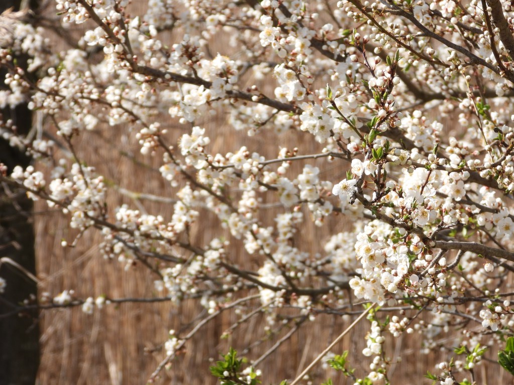 Blühender Baum mit weißen Blüten vor verschwommenem Hintergrund.