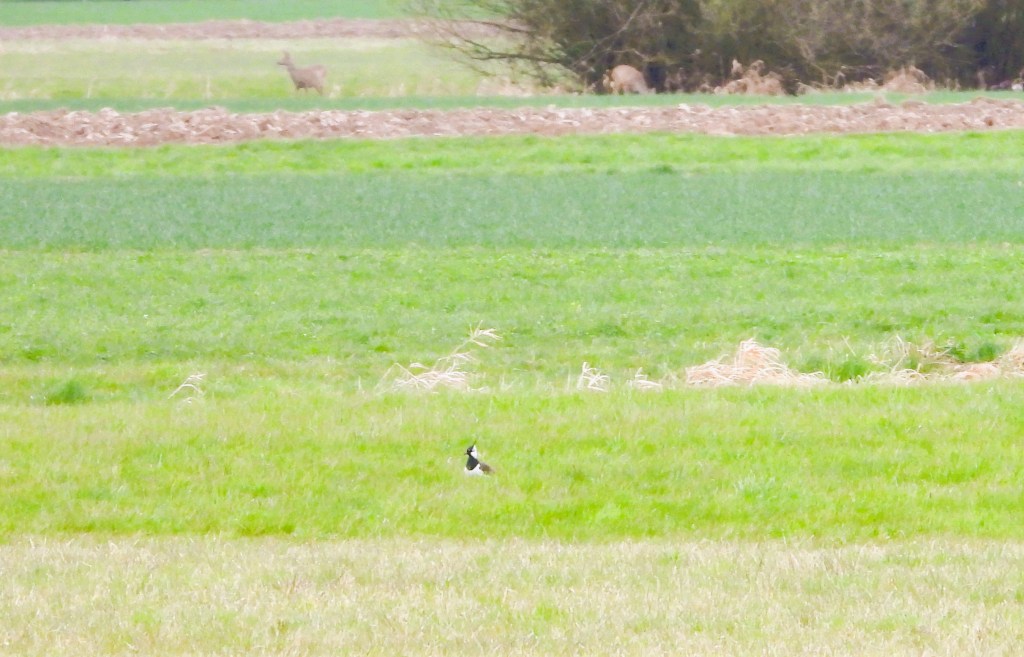 Ein Wiesenstück mit grünem Gras, einem schwarzen und weißen Vogel im Vordergrund und Rehen, die im Hintergrund sichtbar sind.