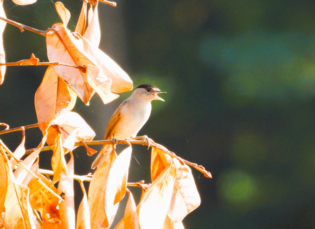 Ein Vogel sitzt auf einem Ast, umgeben von trockenen Blättern, und öffnet den Schnabel, als würde er singen.