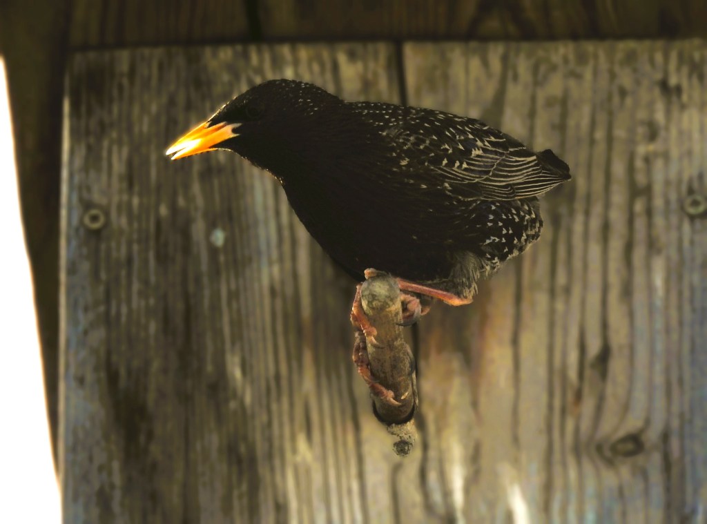 Ein schwarzer Vogel mit einem orangefarbenen Schnabel sitzt auf einem Ast vor einer Holzoberfläche.