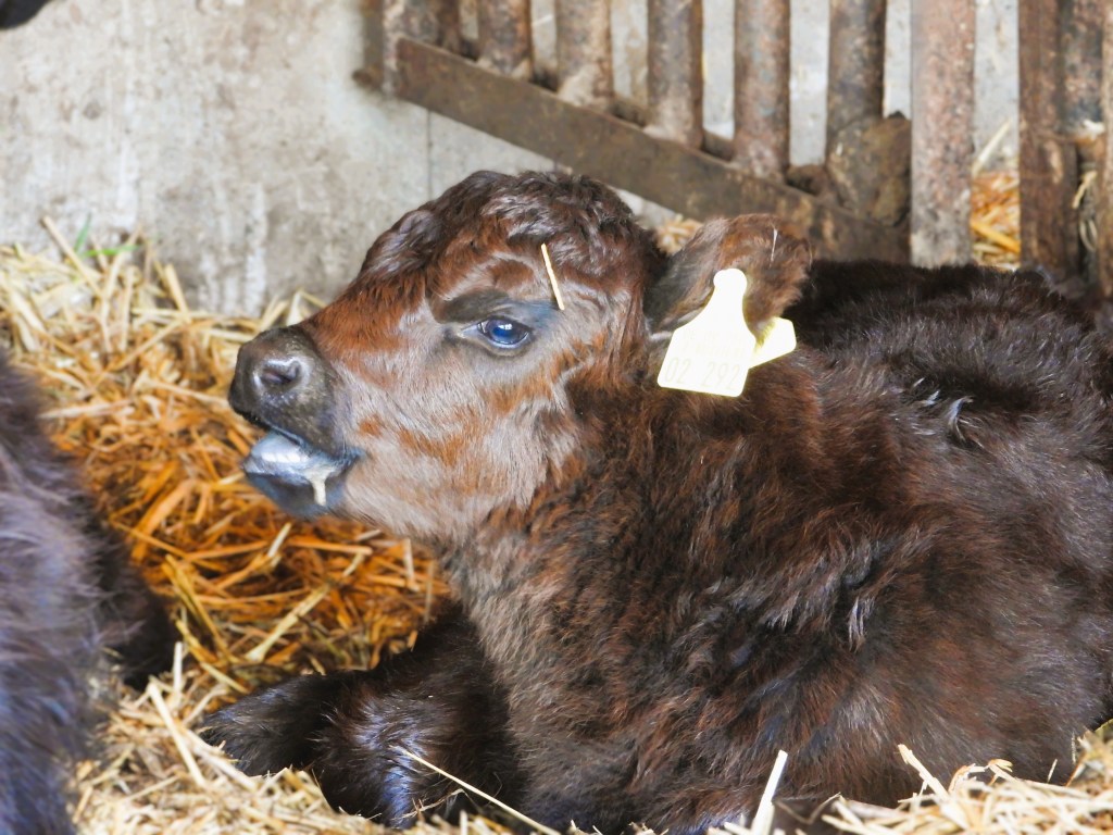 Ein junges kalb mit braunem Fell und Ohrmarke liegt in einer Stroheinlage in einem Stall.
