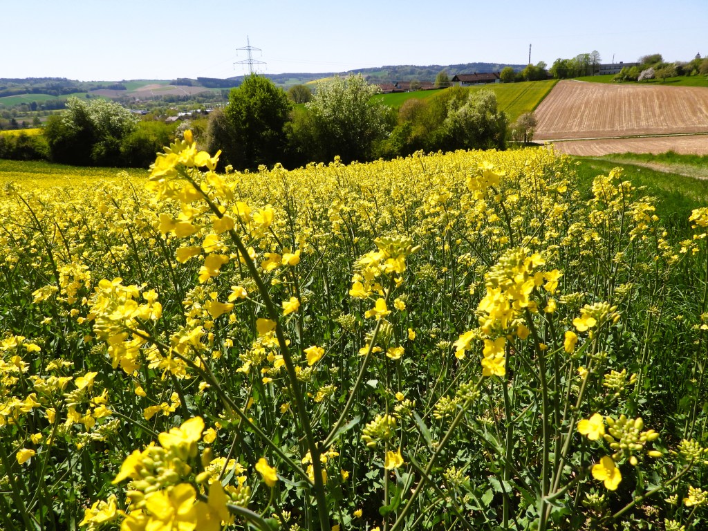 Ein weites Feld mit leuchtend gelben Blumen im Vordergrund, umgeben von sanften Hügeln und Bäumen im Hintergrund.