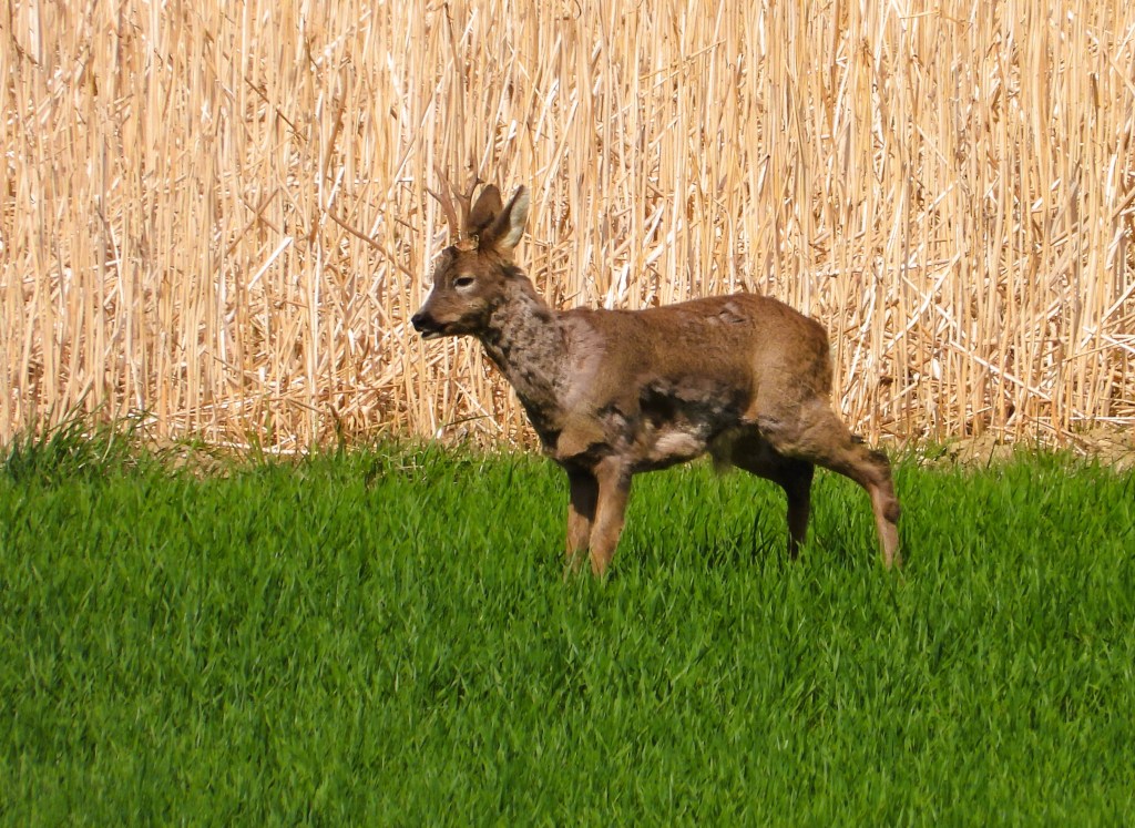 Ein Reh steht in einem grünen Feld vor einem Hintergrund aus getrocknetem Schilf.