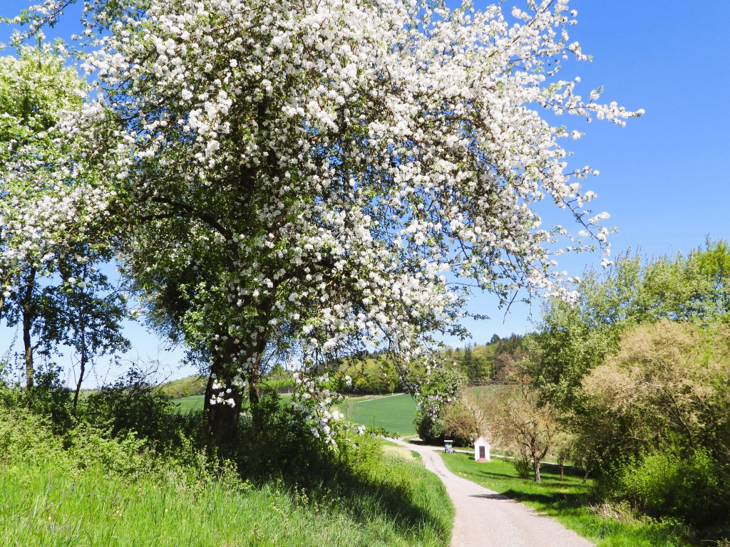 Ein blühender Baum mit weißen Blüten an einem schmalen Weg in einer ländlichen Landschaft unter blauem Himmel.