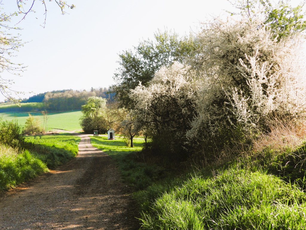 Ein ländlicher Weg, umgeben von blühenden Sträuchern und grünen Feldern, führt zu einer kleinen Kapelle im Hintergrund.