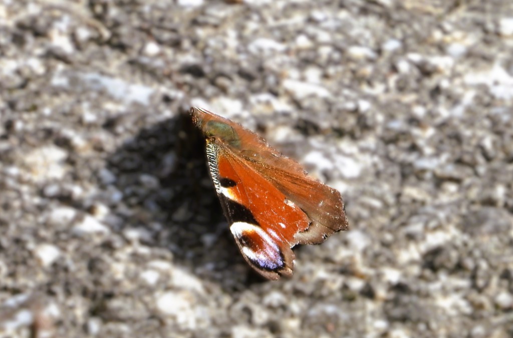 Ein farbenfroher Schmetterling mit roten und schwarzen Flügeln sitzt auf einer steinernen Oberfläche.