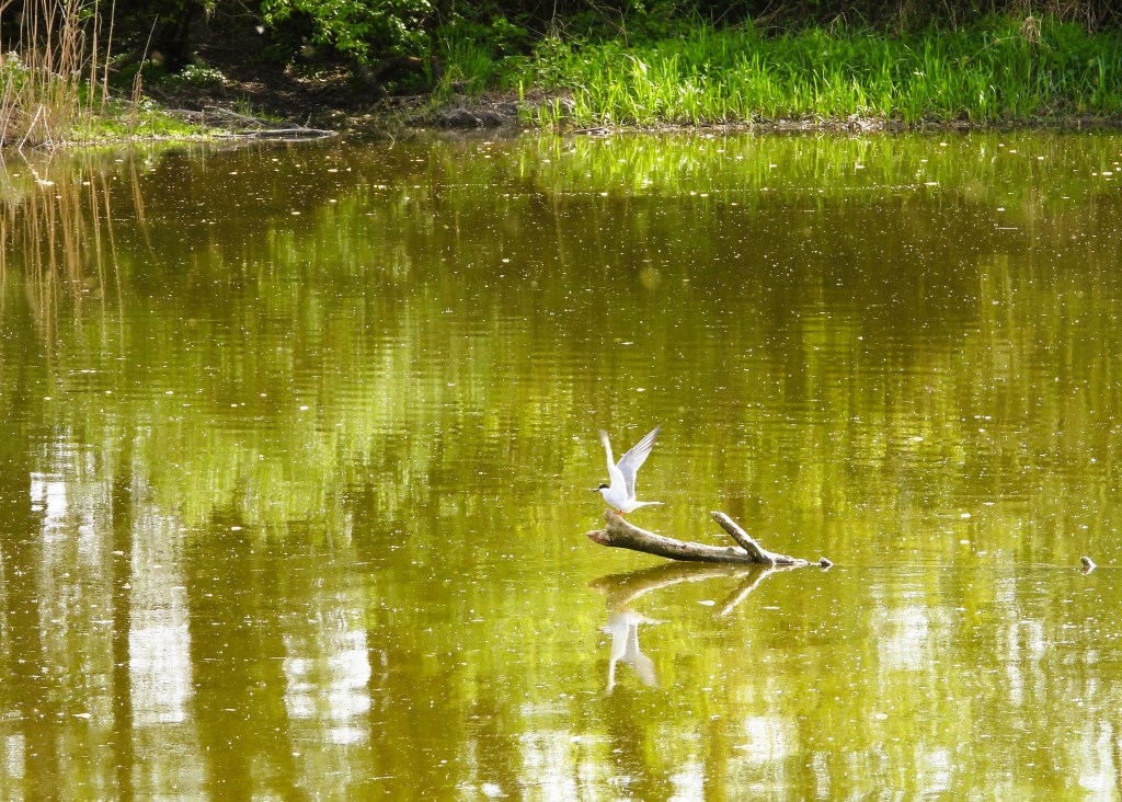 Ein Vogel landet auf einem Baumstamm, der auf der ruhigen Wasseroberfläche reflektiert wird, umgeben von grünen Pflanzen und Bäumen.