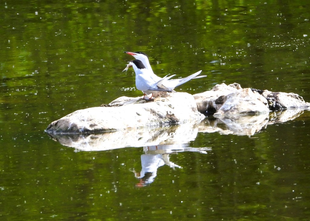 Eine dargestellte Möwe steht auf einem Felsen im Wasser und hält einen Fisch im Schnabel, während ihr Spiegelbild im ruhigen Wasser zu sehen ist.