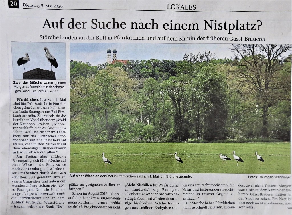Zeitungsartikel über Störche, die auf einem Kamin und einer Wiese in Pfarrkirchen landen. Die Störche werden als mögliche Nistplatzsuchende dargestellt.