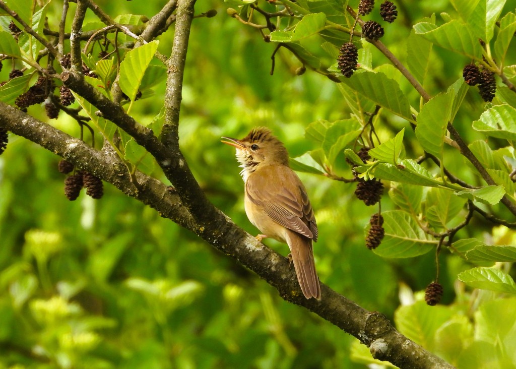 Ein kleines braunes Vogel sitzt auf einem Ast, umgeben von grünen Blättern und Tannenzapfen.