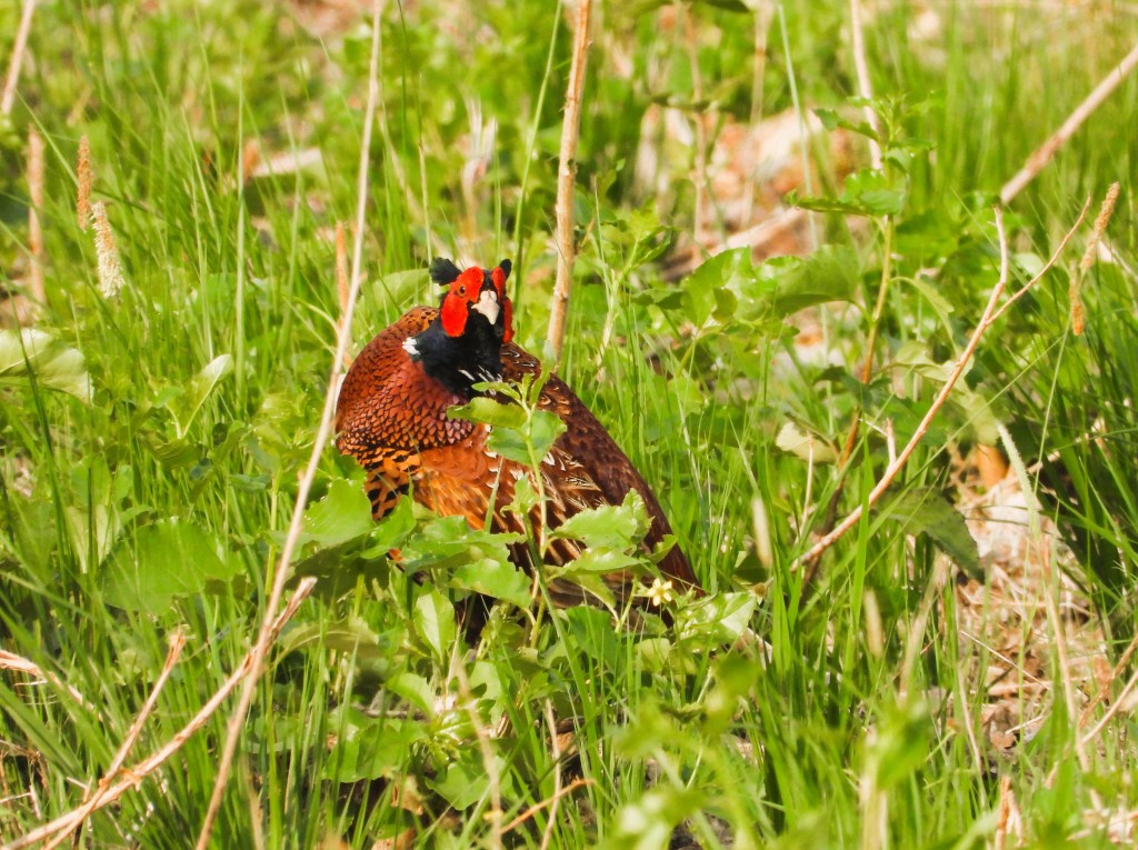 Ein Wildhahn steht im Gras, umgeben von grünen Pflanzen und Büscheln.