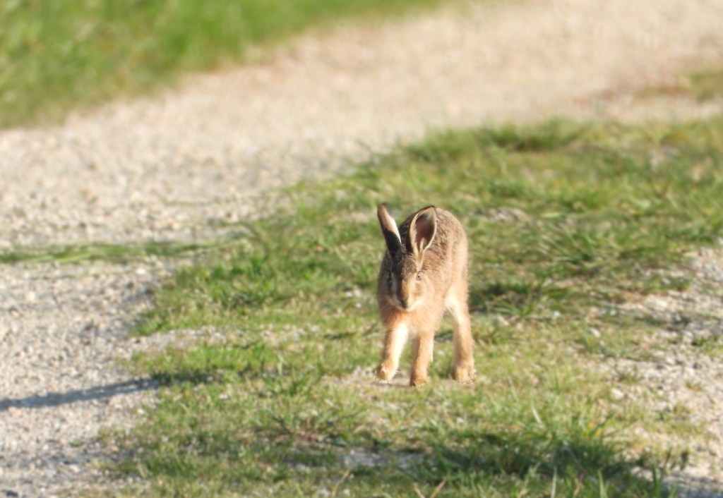 Ein Kaninchen läuft auf einem Kiesweg neben einer Wiese.