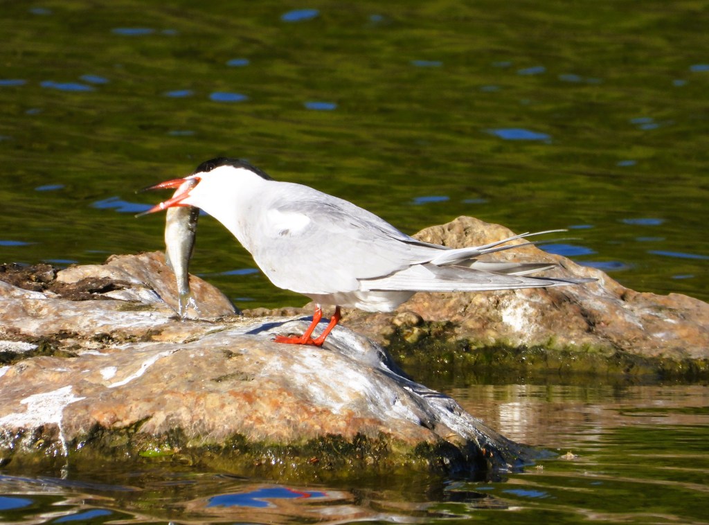 Eine Trauerseeschwalbe steht auf einem Stein und hält einen Fisch im Schnabel, während sie über das Wasser blickt.