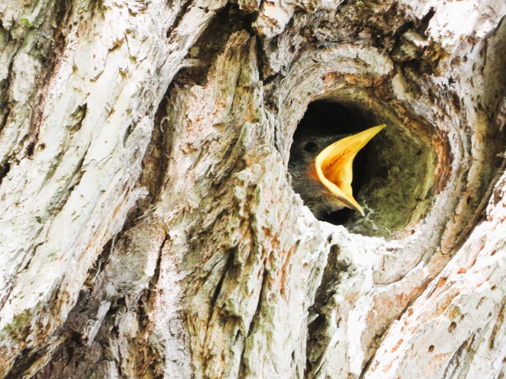 Ein junger Vogel mit geöffnetem Schnabel, der aus einem Baumstamm herausblickt.