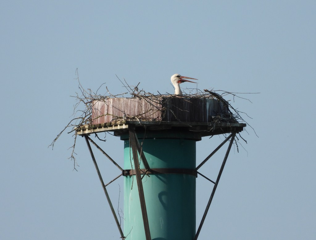 Ein Storch sitzt auf einem Nest aus Zweigen, das auf einer hohen Säule platziert ist, vor einem klaren, blauen Himmel.