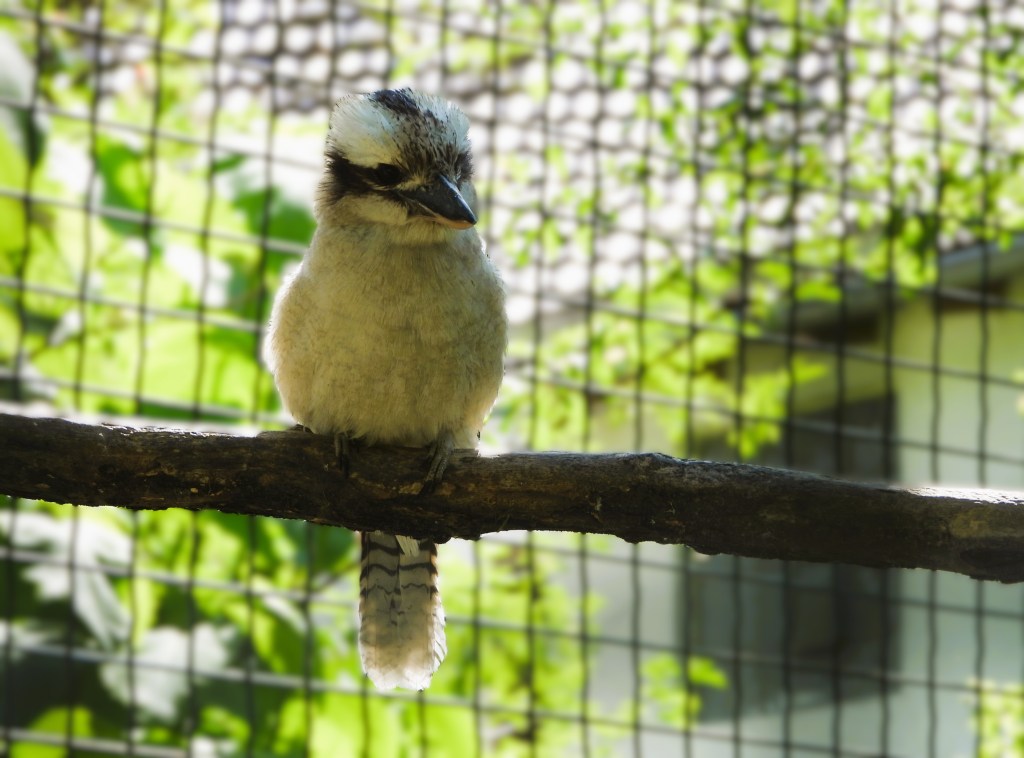 Ein Kookaburra sitzt auf einem Ast vor einem Gitter und grünen Pflanzen.