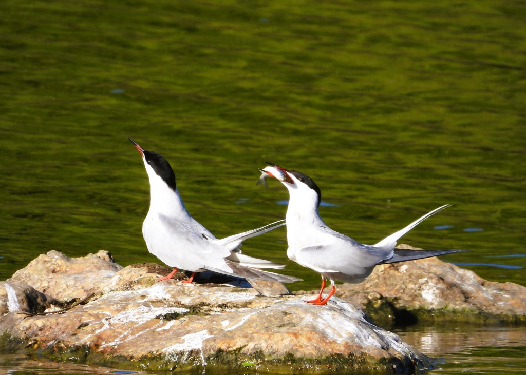 Zwei Möwen stehen auf einem Felsen im Wasser, eine zeigt einen gefangenen Fisch.