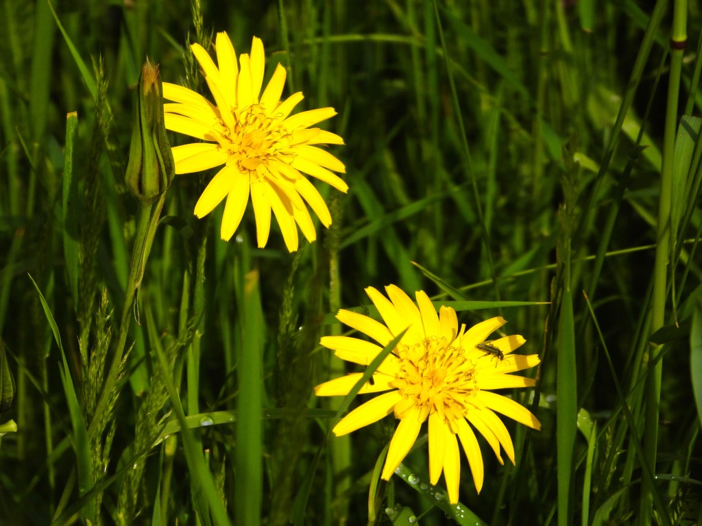 Zwei gelbe Blumen mit langen Blütenblättern in einem grünen Grasfeld, eine davon mit einer kleinen Insekten auf der Blüte.