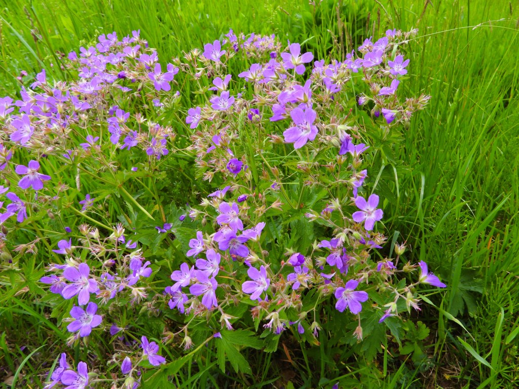 Eine Gruppe lila Blumen, umgeben von grünem Gras.
